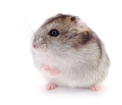 Small Domestic Hamster Stock Photo Image Of Animals 169543052