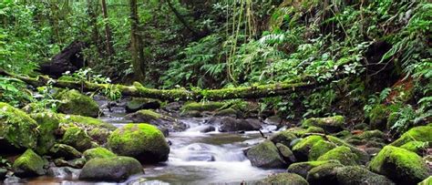 This place is situated in puntarenas, puntarenas, costa rica, its geographical coordinates are 10° 19' 0. Monteverde and Santa Elena Cloud Forest; Ecotourism in ...