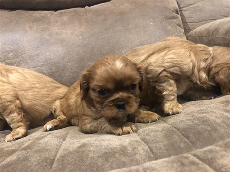 Lovely dachshund puppies available, iowa, des moines. Cavalier King Charles Spaniel Puppies For Sale | Des ...