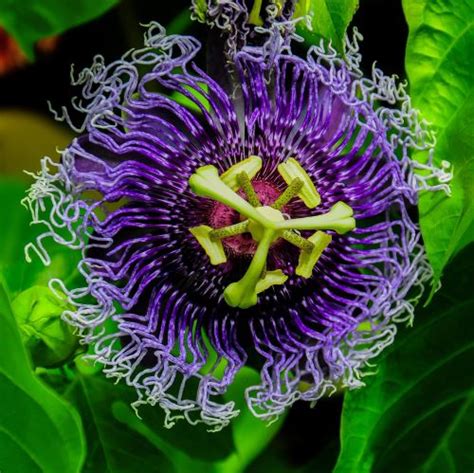 Passion Flower Plants For Sale Easy To Grow Easy To Grow Bulbs