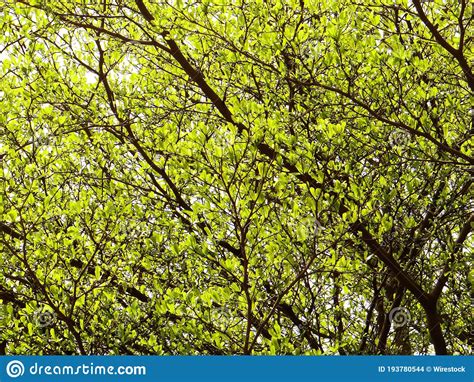 Closeup Of Tree Branches With Green Leaves In Summer Stock Photo