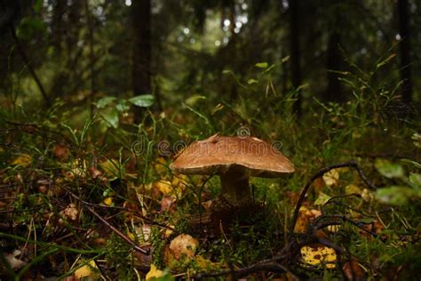 Edible Boletus Mushroom Autumn Season At Forest White Mushrooms Fungal