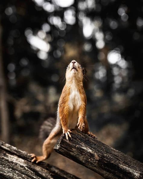 Photos Capture Finlands Fairytale Forest Animals In The Wild
