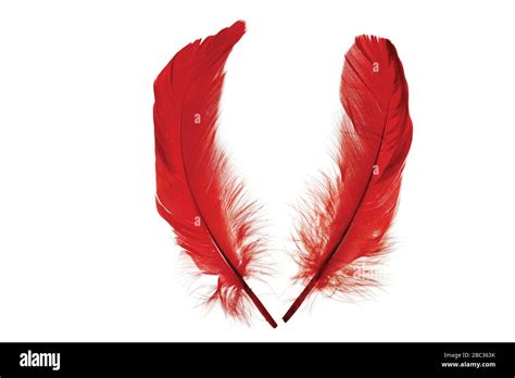 Close Up View Of Red Feathers Isolated Beautiful Colorful Backgrounds