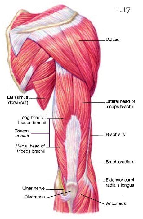 Upper Arm Muscles Anatomy ANATOMY