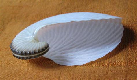Unusual Items Sea Shell Paper Nautilus Was Sold For R4500 On 15 Jun