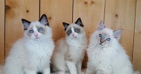 Ragdoll Cattery Purrfect Angels