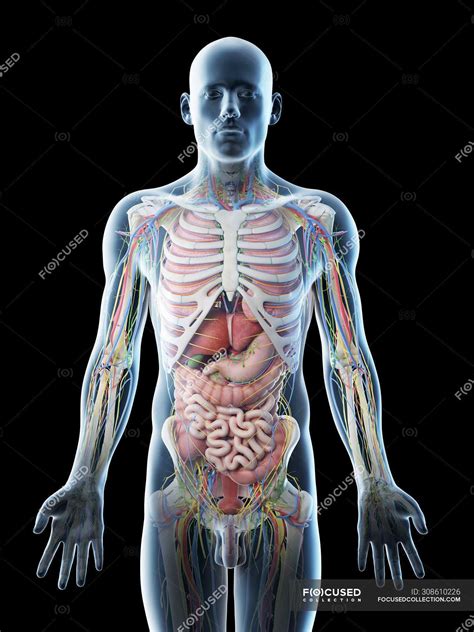 Male Upper Body Anatomy And Internal Organs Computer Illustration