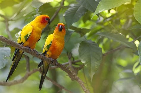49 Best Ideas For Coloring Rainforest Birds