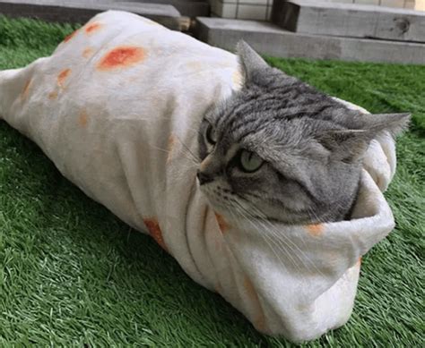 30 Hot Pocket Cats In The Form Of An Extra Spicy Purrito