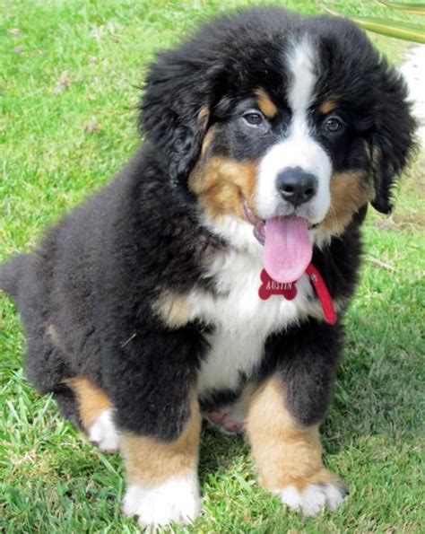 Burmese Mountain Dog I Really Want One Of These Dogs Someday Animals