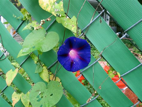 Many gardeners love their beautiful trumpet shaped blooms. Morning glory beautiful on our fence | benjamin sTone | Flickr