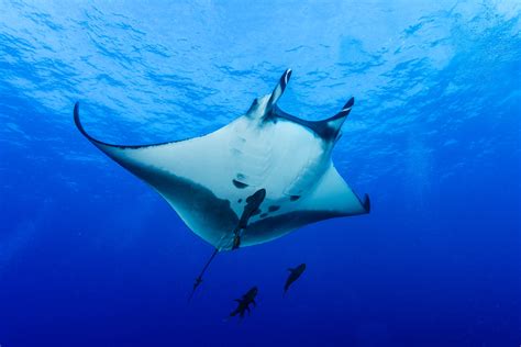 Mystical Manta Rays The 5 Best Locations For Your Diving Bucket List
