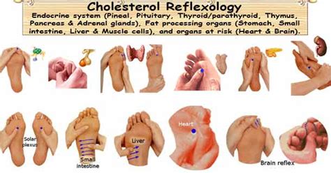Reflexology Normalizes Cholesterol High Cholesterol Massage