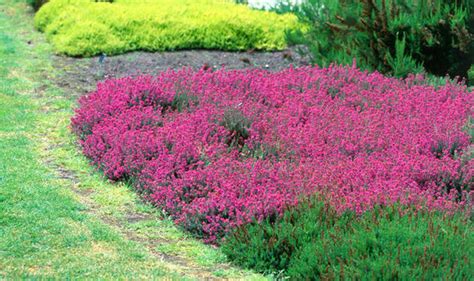 Alan Titchmarshs Tips On Growing Heathers Garden Life And Style