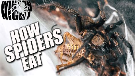 Cat's enjoys chasing spiders and sometimes eating them. Spiders in Australia - How does a Spider Eat? (Curtain Web ...