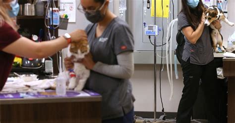 After ‘pandemic Pups Many Veterinary Clinics Are Overwhelmed And