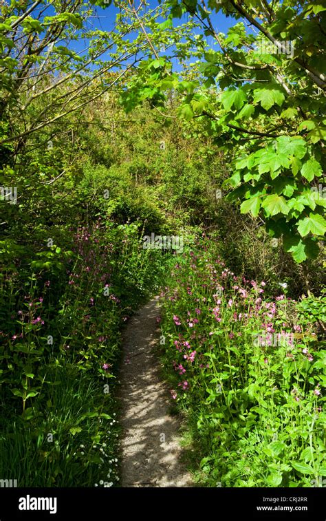 Wales Coastal Path And Spring Flowers St Donats Llantwit Major