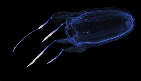 Winged Box Jellyfish Alati Image Eurekalert Science News Releases