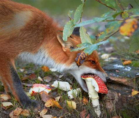 Beautiful Fox Eats Shroomsby Koijari Nature Animals Forest Animals