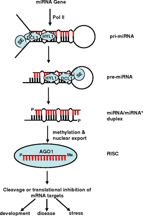 Reconstituting Plant Mirna Biogenesis Pnas