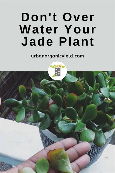 We did not find results for: How Much Water Does a Jade Plant Need | Jade plants ...