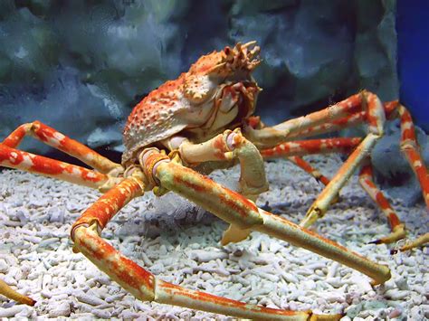 Meet the largest crab in the world. Crab (Brachyura) - Animals - A-Z Animals