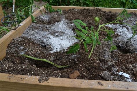Growing Days Into The Trenches How To Trench Plant Tomatoes Plants