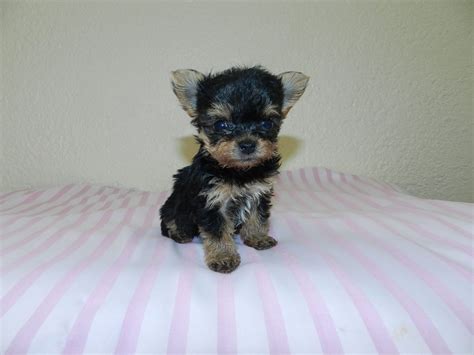 Parti Yorkie Puppies For Sale In Georgia Yorkie Ton Puppies For Sale