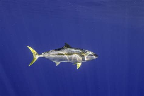 Yellowfin Tuna Facts Thunnus Albacares