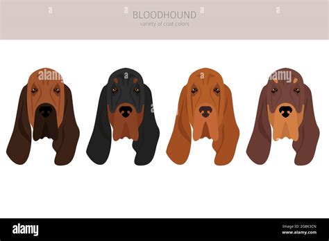 Bloodhound Clipart Different Coat Colors And Poses Set Vector