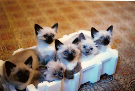 Kittens Traditional Balinese Purebred Female Balinese Kittens For Sale