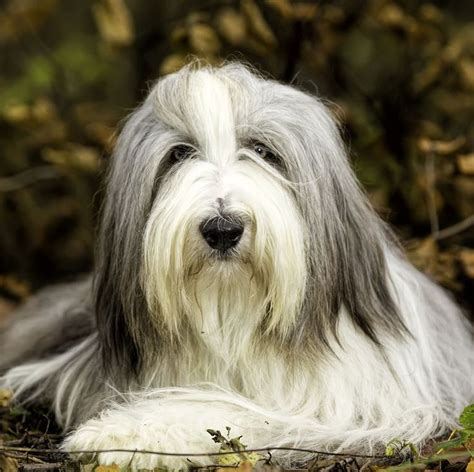 13 Fluffy Dog Breeds Thatll Destroy Your Vacuum But Win Your Heart