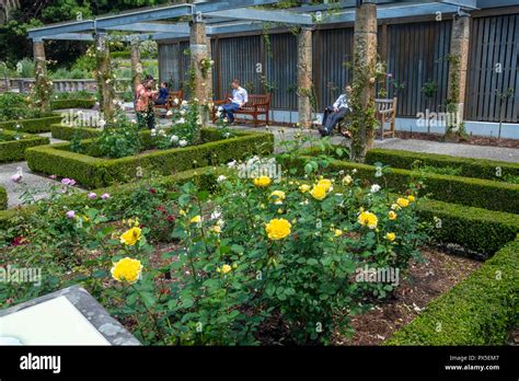 Rose Garden And Roses In Royal Botanic Gardensydney City Centrenew