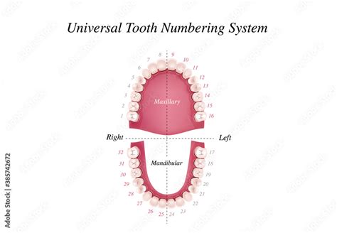 Adult International Tooth Numbering Chart Universal Numbering System