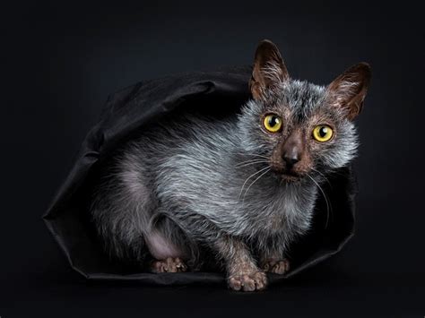 Lykoi Wolf Cat Breed Info Traits And Pictures Pet Keen