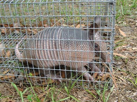 Best Ways To Trap An Armadillo Pest Control Animal