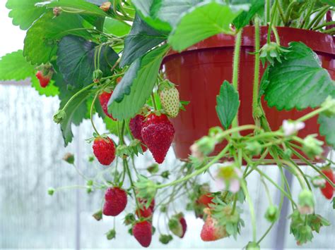 How To Grow Strawberries In Ground Vs In Pot Au