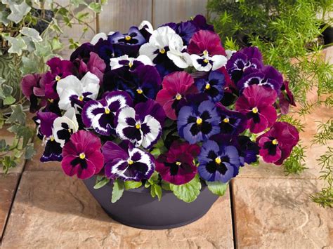 How To Plant And Care For Winter Blooming Pansies Dengarden
