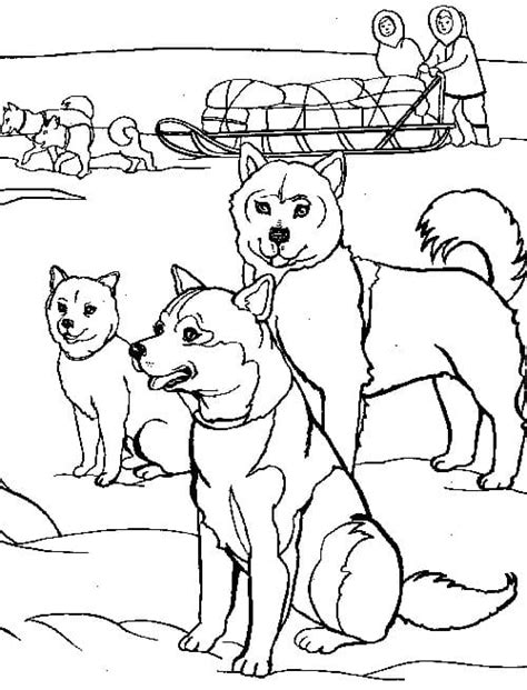 40 Coloriages Husky à Imprimer Sur Wonder Day