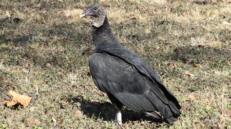 Black Vultures Among Texas Buzzards