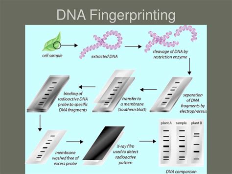 Dna Fingerprinting Diagram