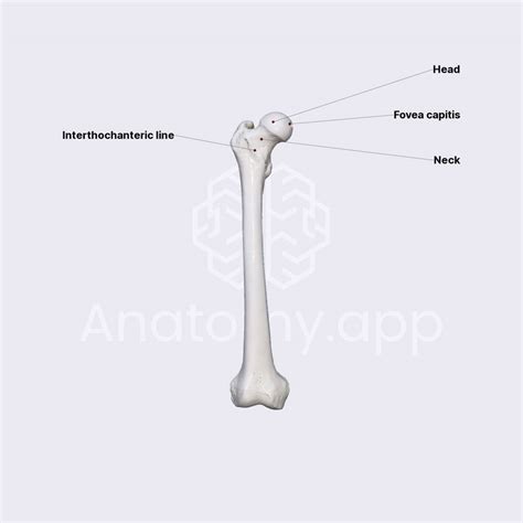 Features Of Femur Proximal Epiphysis Skeleton Of The Lower Limb