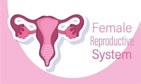 Female Human Reproductive System Internal Sex Organs Of A Woman 2777725 Vector Art At Vecteezy