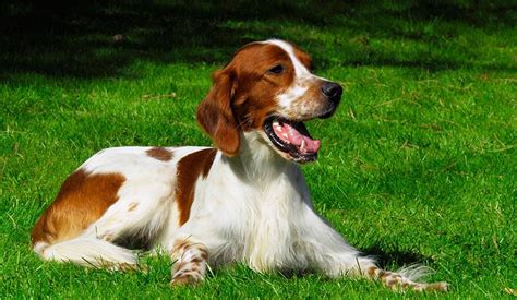 Irish Red And White Setter Puppy Area