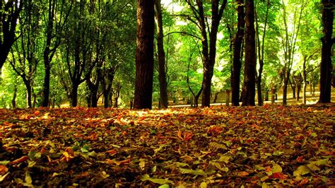 Осенние листья (40 фото)