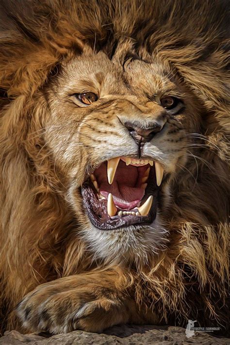 Lion Roaring Wallpapers Wallpaper Cave