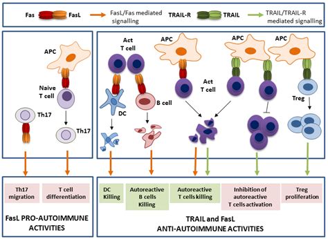 Cancers Free Full Text Trail And Fasl Functions In Cancer And Autoimmune Diseases Towards