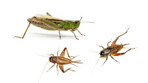 Are Crickets And Grasshoppers Related In Any Way All You Need To