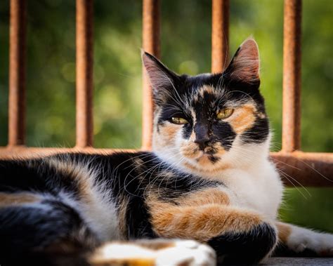 Are All Calico Cats Female Excited Cats